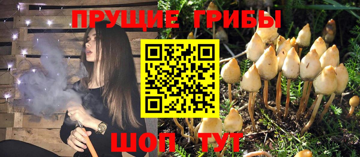 Урюпинск  Псилоцибиновые грибы Psilocybine cubensis  Вход с VPN 